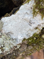 Pertusaria plittiana