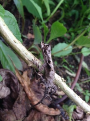 Anolis planiceps
