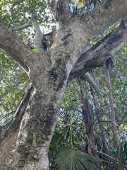Ficus cotinifolia