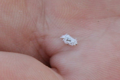 Cryptolaemus