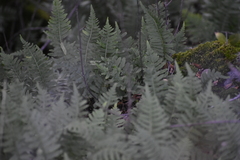 Polypodium calirhiza