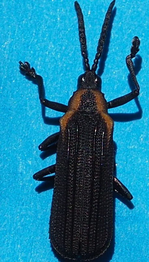 Xenochalepus velutinus