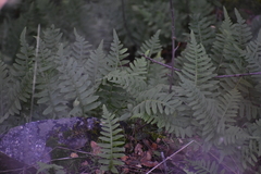 Polypodium calirhiza