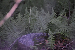 Polypodium calirhiza