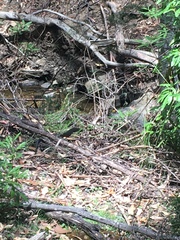 Drysdalia coronoides