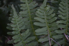 Polypodium calirhiza