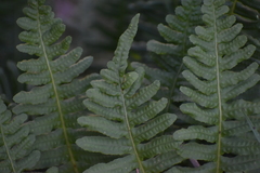 Polypodium calirhiza