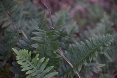 Polypodium calirhiza
