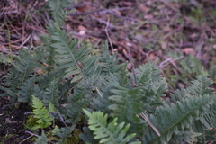 Polypodium calirhiza