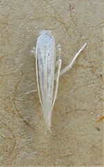 Stegommata sulfuratella