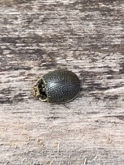 Paropsis delittlei