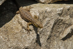 Stenocercus crassicaudatus