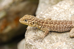 Stenocercus crassicaudatus