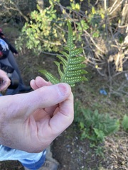 Polypodium calirhiza