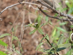 Cadaba fruticosa