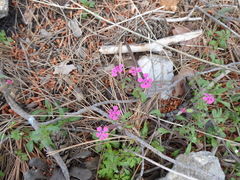 Saponaria calabrica