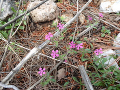 Saponaria calabrica