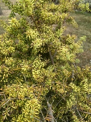 Podocarpus