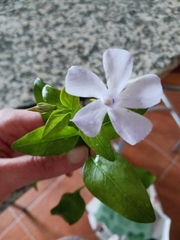 Vinca difformis