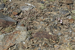 Erodium cheilanthifolium