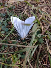 Palpita flegia