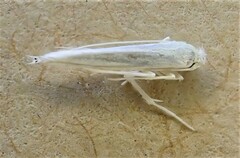 Stegommata sulfuratella