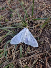 Palpita flegia