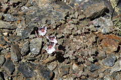 Erodium cheilanthifolium