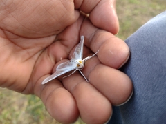 Palpita flegia