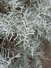 Senecio leucostachys
