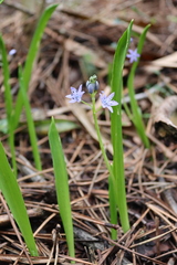 Scilla monophyllos
