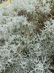 Senecio leucostachys