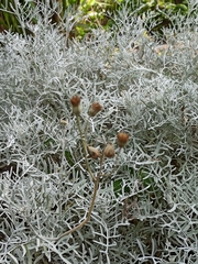 Senecio leucostachys