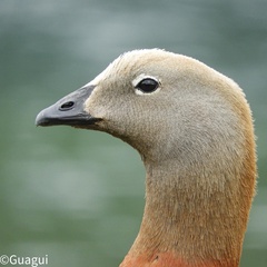 Ashy-Headed Goose photo 5