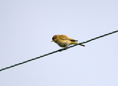 Phylloscopus trochilus