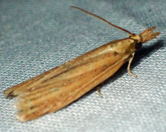 Peoria gematella