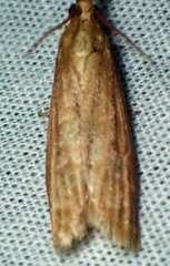 Peoria gematella