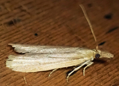 Peoria gematella