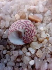 Steromphala umbilicalis