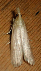 Peoria gematella