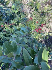 Heteromeles arbutifolia