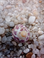 Steromphala umbilicalis