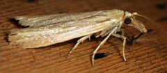 Peoria gematella