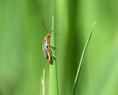 Cantharis nigricans