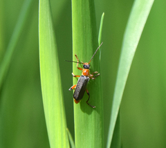 Cantharis nigricans