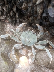 Cyrtograpsus angulatus