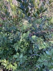 Heteromeles arbutifolia