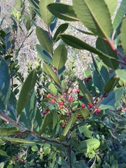 Heteromeles arbutifolia