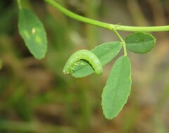 Symphyta