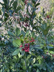 Heteromeles arbutifolia
